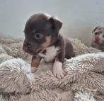 Jack russel pup reutje, Parvo, Jack Russell Terriër, Reu, 8 tot 15 weken