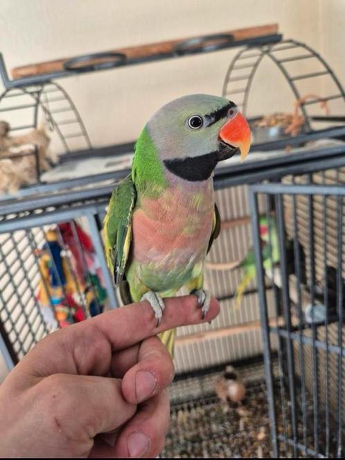 Vogels met kooi, Dieren en Toebehoren, Vogels | Parkieten en Papegaaien