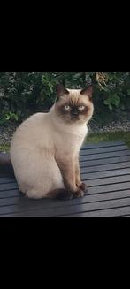 Kat Filip vermist Berghem, Dieren en Toebehoren, Kat