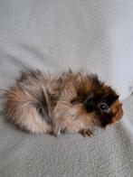 Prachtig jong Borstel cavia beertje, Dieren en Toebehoren, Knaagdieren, September, Mannelijk, Cavia