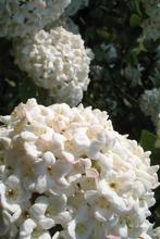 Viburnum carlcephalum Sneeuwbal sterk geurend bloei voorjaar, Overige soorten, Vaste plant, Ophalen of Verzenden, Halfschaduw