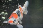 Showa / Koi karper, Dieren en Toebehoren, Vissen | Vijvervissen, Karper of Koi