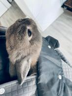 Ram konijntje, Dieren en Toebehoren, Konijnen, Mannelijk, Dwerg