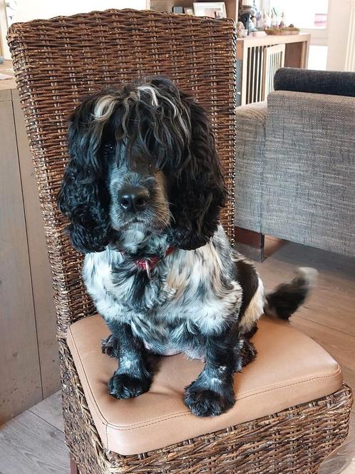 Verwacht nestje cockerpoo, Dieren en Toebehoren, Honden | Retrievers, Spaniëls en Waterhonden, Meerdere dieren, Overige rassen