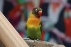 Diverse soorten papegaaien en parkieten | handtam | DNA gete, Meerdere dieren, Pratend, Parkiet