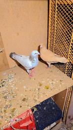 Postduiven, Meerdere dieren, Postduif