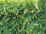 Hop voor de biermaker, Ophalen, Nieuw