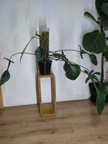 Philodendron joepii op mospaal  beschikbaar voor biedingen