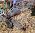 Raszuivere duitse reuzen, OUDERS ERG GROOT,  gevaccineerd, Dieren en Toebehoren, Konijnen, Meerdere dieren, Groot, 0 tot 2 jaar