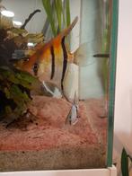 Maanvissen, Vis, Zoetwatervis