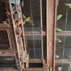 grasparkieten, Dieren en Toebehoren, Vogels | Parkieten en Papegaaien, Meerdere dieren, Parkiet