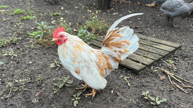 Jonge Serama haan zoekt eigen toom, Dieren en Toebehoren, Pluimvee, Kip, Mannelijk