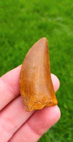 Carcharodontosaurus tand uit Marokko dinosaurus fossiel, Verzamelen, Mineralen en Fossielen, Ophalen of Verzenden, Fossiel