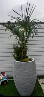 Palmboom te koop (zonder de pot), Kunststof, Gebruikt, Minder dan 60 cm, Rond