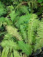 varen, Tuin en Terras, Planten | Tuinplanten, Ophalen of Verzenden, Bloeit niet, Overige soorten, Halfschaduw