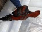 Shamo aseel haan te koop, Dieren en Toebehoren, Pluimvee, Mannelijk, Kip