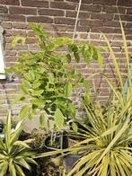Wisteria chinensis, Volle zon, Vaste plant, Ophalen of Verzenden, Klimplanten