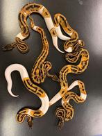 2 x Pied Python Regius / Koningspython Piebald, Dieren en Toebehoren, Reptielen en Amfibieën