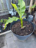 Te koop bananen plant stek musa basjoo winterhard, Volle zon, Vaste plant, Zomer, Ophalen