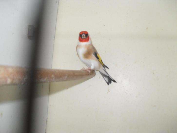 tropische vogeltjes, Dieren en Toebehoren, Vogels | Overige Vogels, Meerdere dieren