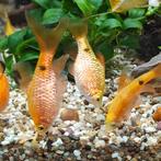 Puntius conchonius, Vis