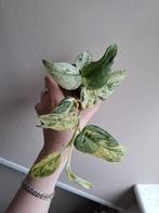 Scindapsus Halimun Salaka, Ophalen of Verzenden, Overige soorten, Minder dan 100 cm