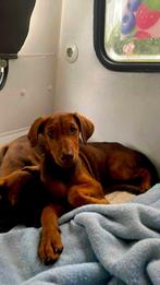 Rhodesian Ridgeback mix puppy, Dieren en Toebehoren, CDV (hondenziekte), 8 tot 15 weken, Teef, Eén hond