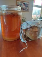 Kombucha scoby zwam, Ophalen