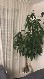 Plant, Ophalen, Halfschaduw, Minder dan 100 cm