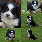 Prachtige (MAS) Miniature American Shepherd pups, Dieren en Toebehoren, Parvo, Overige rassen, 8 tot 15 weken, Meerdere