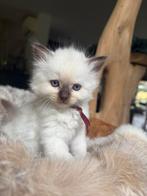 Ragdoll kittens (geboren 31 aug, nog 2 katers te koop), Dieren en Toebehoren, Katten en Kittens | Raskatten | Langhaar, Meerdere dieren
