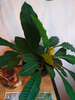 Euphorbia Madagaskar Juwel kamerplant, Ophalen, Overige soorten, Halfschaduw, In pot