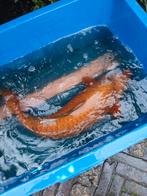 Koi karper chacoi, Karper of Koi