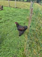 Brahma haan 4 maanden oud, Dieren en Toebehoren, Pluimvee, Mannelijk, Kip