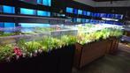 aquarium planten 4 voor 12.50, Ophalen, Plant(en), Steen of Hout, Nieuw, Aquaplant