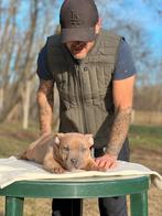 American Bully pocket, Ophalen, Zo goed als nieuw, 110 cm of meer