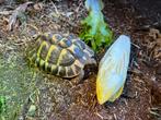 Griekse landschildpad (man), Dieren en Toebehoren, Reptielen en Amfibieën, Schildpad