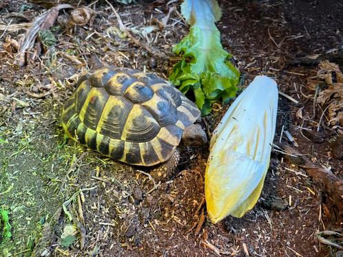 Griekse landschildpad (man), Dieren en Toebehoren, Reptielen en Amfibieën, Schildpad