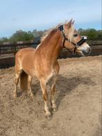 Voorwaartse grote maat Haflinger merrie te koop!, Dieren en Toebehoren, Paarden, Recreatiepaard, B, Merrie, Gechipt