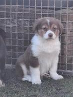 Australian Shepherd pups, HCC (leverziekte), 8 tot 15 weken, Meerdere, Meerdere dieren