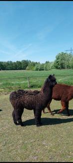 Alpaca hengst van vorig jaar, Dieren en Toebehoren, Overige Dieren, April, Mannelijk