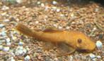 Ancistrus L 144 Super Red Long Fin, Dieren en Toebehoren, Vissen | Aquariumvissen, Vis