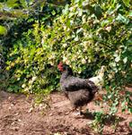 Mooie lieve haan? Orphington Marans Ameraucana, Dieren en Toebehoren, Pluimvee, Mannelijk, Kip