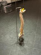 Wervelkolom model met statief en voet skelet, Ophalen, Zo goed als nieuw, Apparaat