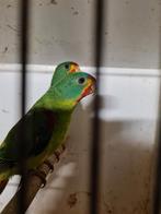 Swift pop, Vrouwelijk, Parkiet, Geringd
