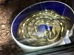 1.0 super dwarf retic python tiger '21, Dieren en Toebehoren, Slang, 0 tot 2 jaar