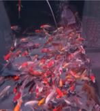 Import HQ Vlinderkoi mix ca 12/ 14 cm - Koidreams Valburg, Dieren en Toebehoren, Karper of Koi