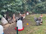 Brahma (groot) kip, Dieren en Toebehoren, Pluimvee, Vrouwelijk, Kip