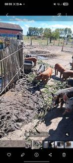 2 zeugjes Duroc x berkshire (75%), Dieren en Toebehoren, Schapen, Geiten en Varkens, Vrouwelijk, Varken