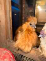 Zijden hoenders hanen, Dieren en Toebehoren, Mannelijk, Kip